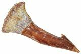 Fossil Sawfish (Onchopristis) Rostral Barb - Morocco #322852-1